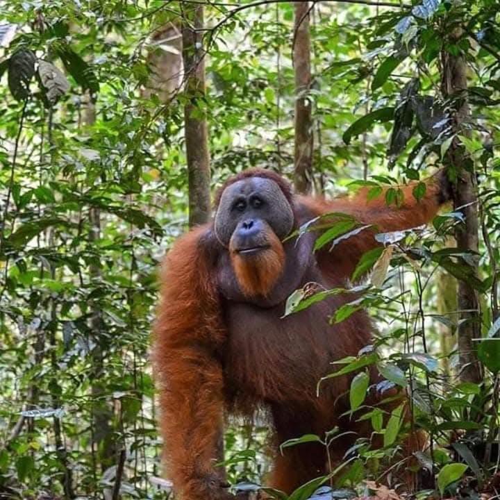 Bukit Lawang Hotel | Dendi guest house & Orangutan Explore
