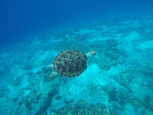 Gili Meno House | Fantastic cottages