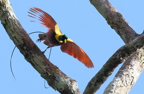 Waisai Other | 3-Day Waigeo Birdwatching Expedition