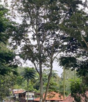 Ciburial Villa | Asaan homestay