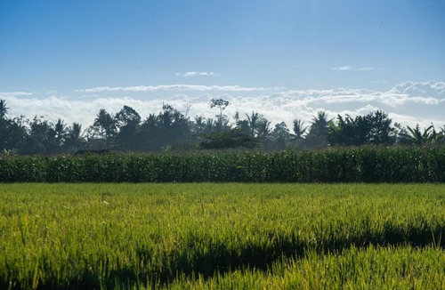 Mambal Villa | Bamboo Layang Boutique Hotel, Rice Fields - Ubud