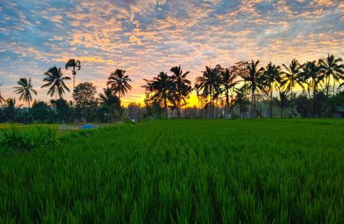 Kecamatan Montong Gading House | Keluncing Field Homestay
