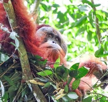 Bukit Lawang Bed & Breakfast | Lawang Inn