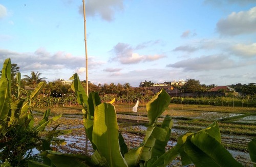 Batubelig Hotel | Nipuri Hotel