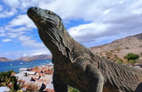 Komodo House | Siangel Homestay