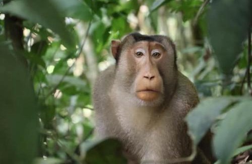 Bukit Lawang Hotel | Sumatra Orangutan Tours Orangutan Trekking with Airport Pick Up Drop Off and Accommodation Trekking Required for All Bookings