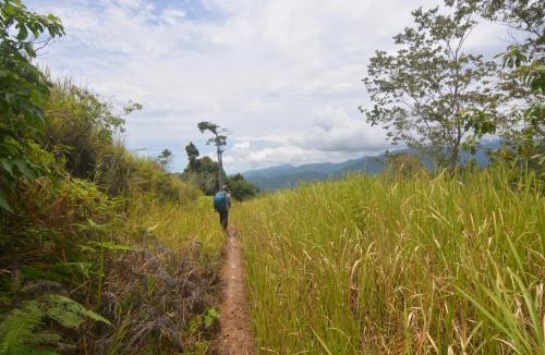 Baru Other | Survival Trip Leuser Eco Stay