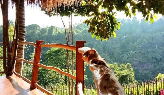 Dreamy Eco Tree House by 7 Waterfalls in Ambengan