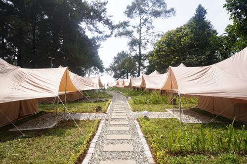 Kabut Pinus Comfort Camp