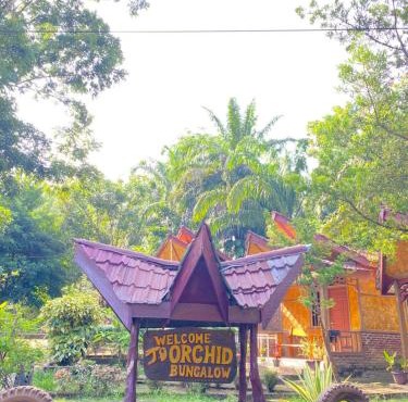 New orchid in Padangguci