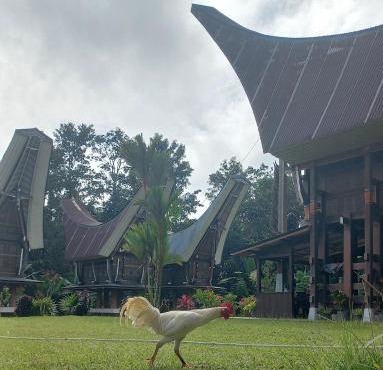 Toraja Homestay & Coffee Bunna in Rinding Batu