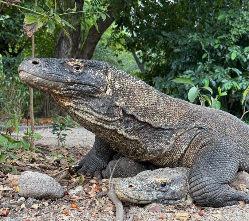 Komodo House | Komodo Marannu Homestay