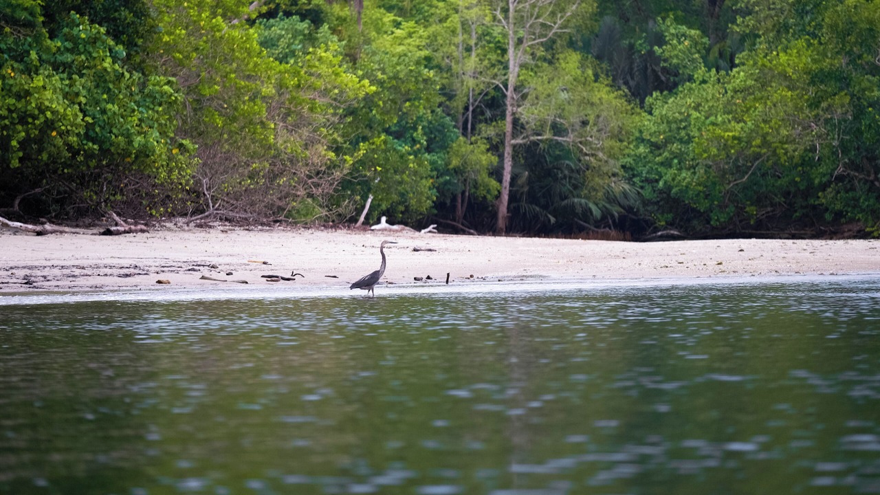 Photo of Others in Peucang Island