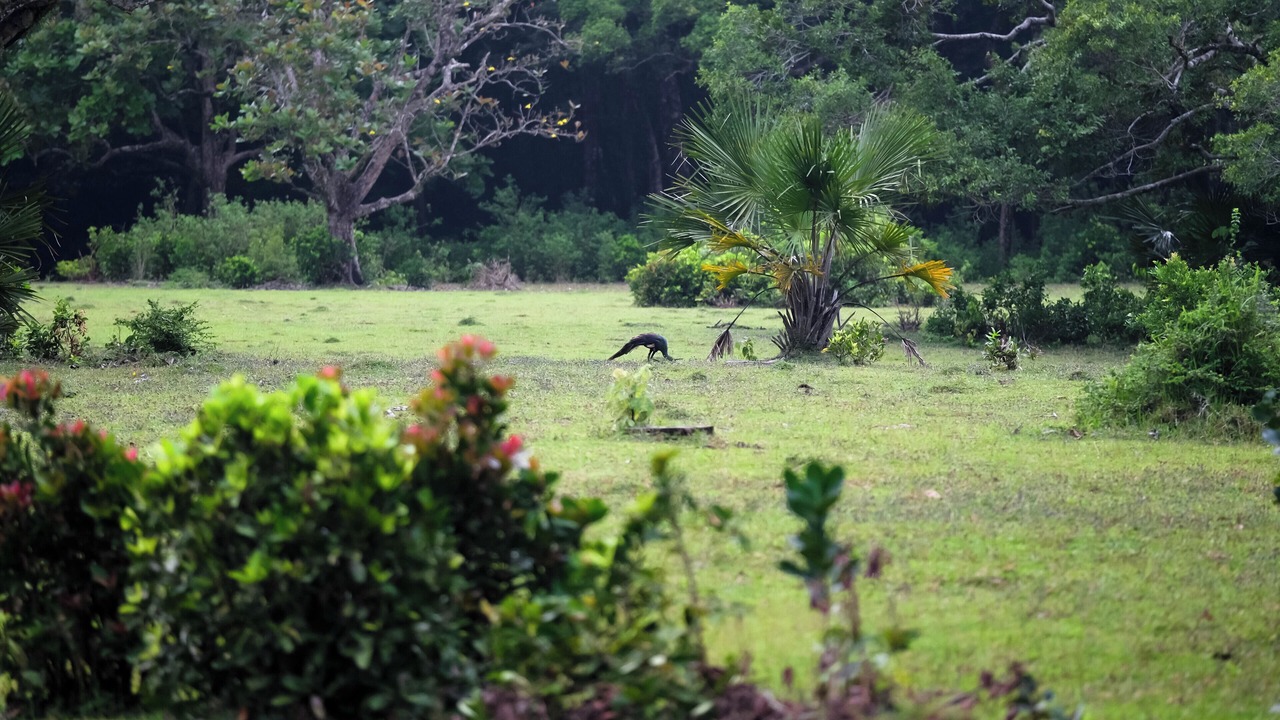Photo of Others in Peucang Island