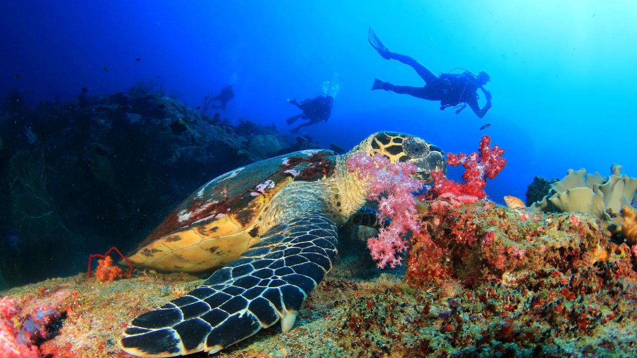 Photo of Others in Labuan Bajo