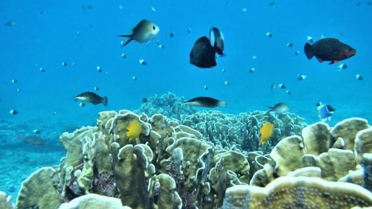 Photo of Others in Sabang