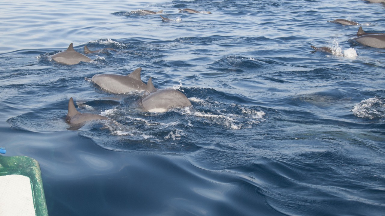 Photo of Others in Lovina