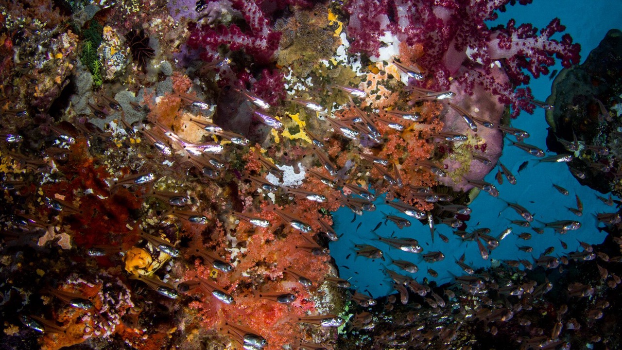 Photo of Others in Labuan Bajo