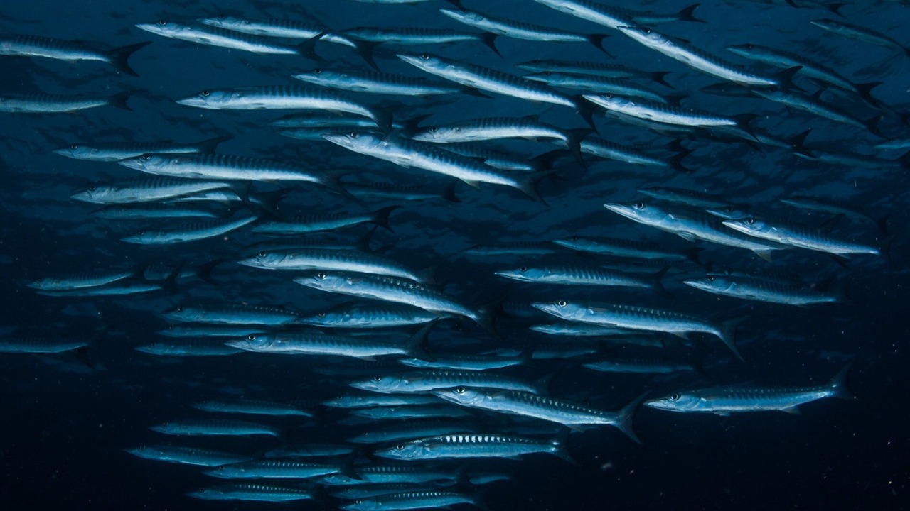 Photo of Others in Labuan Bajo
