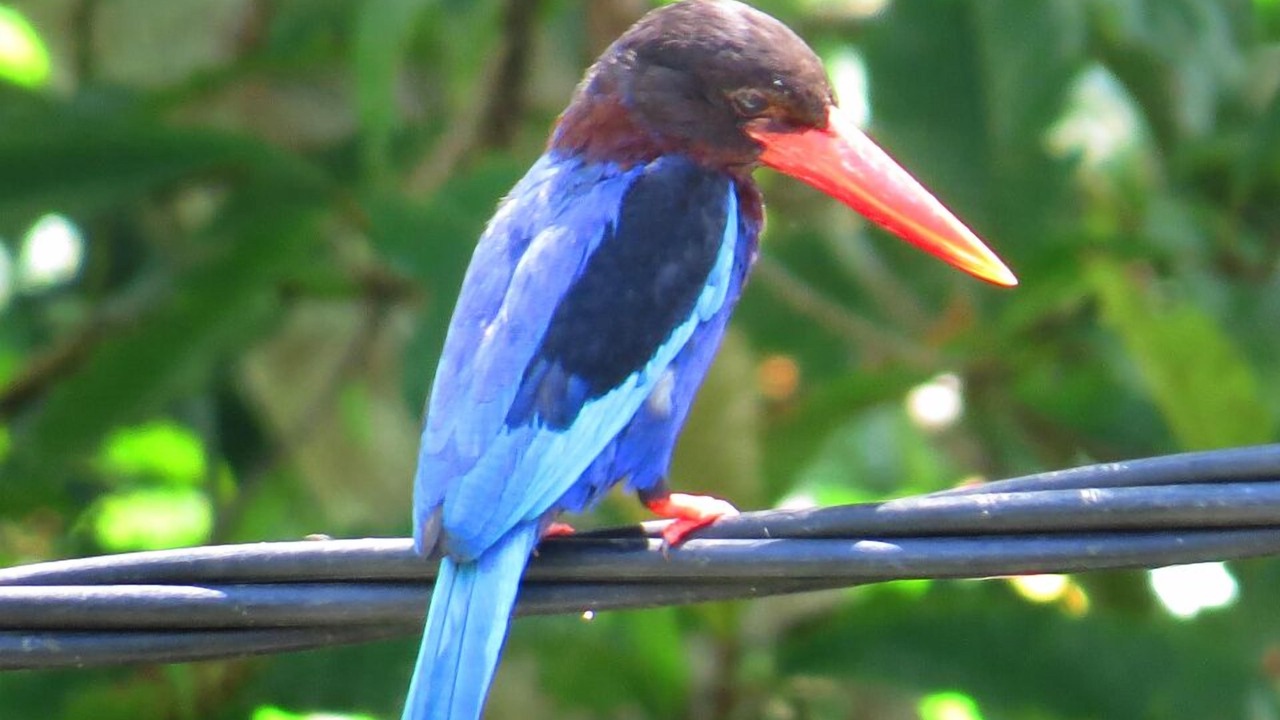 Photo of Others in Kedewatan