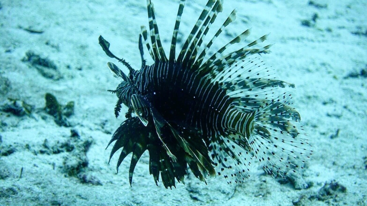 Photo of Others in Labuan Bajo