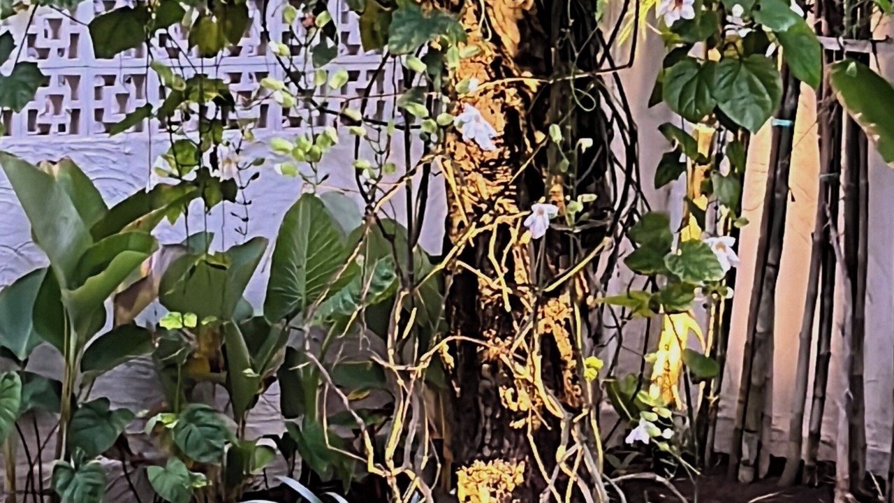 Photo of Outdoor in Pecatu