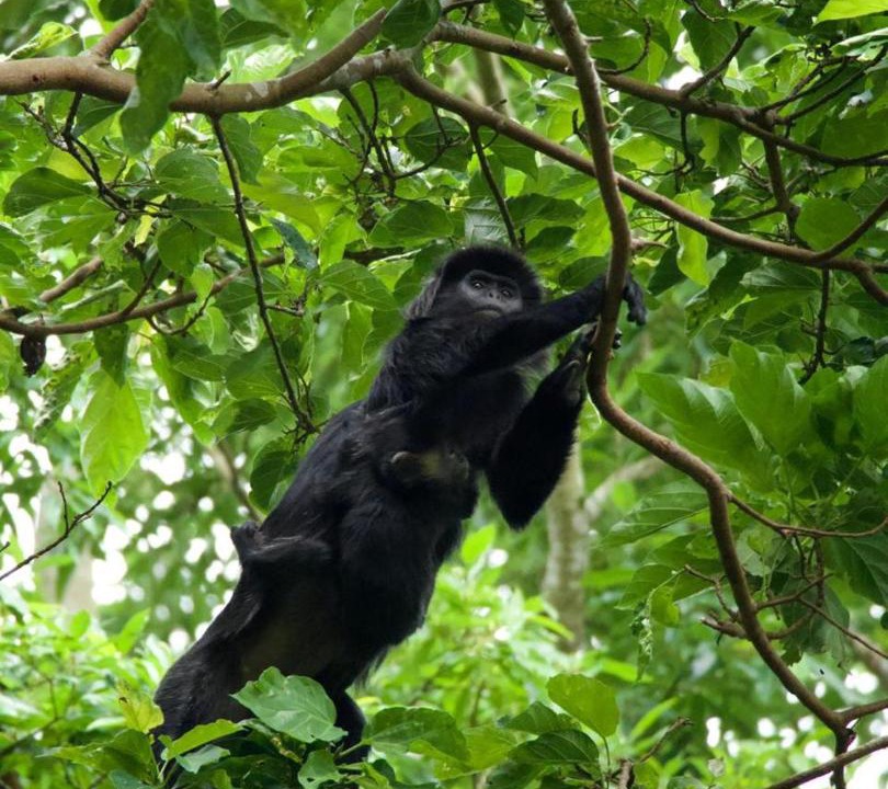 Photo of Others in Tetebatu