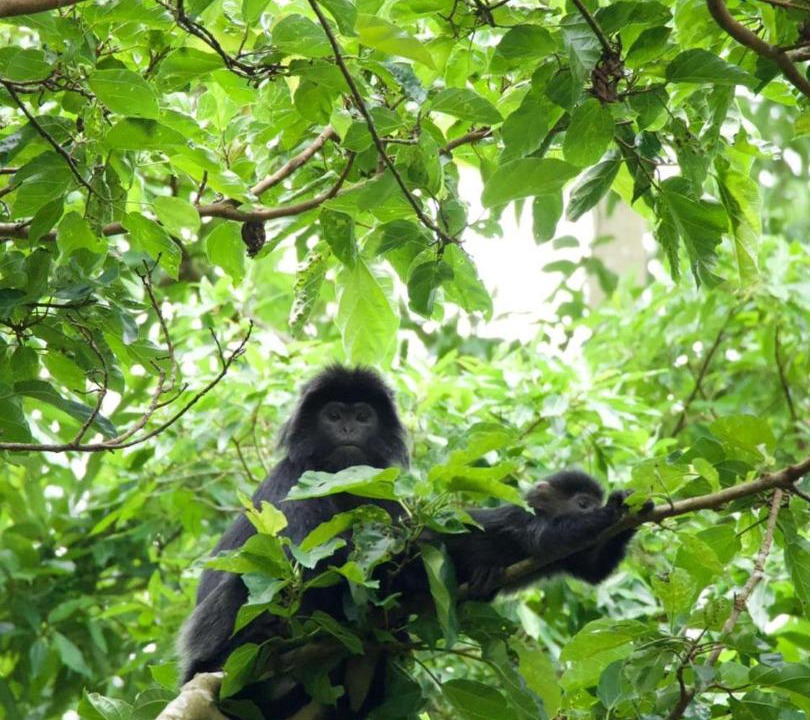 Photo of Others in Tetebatu