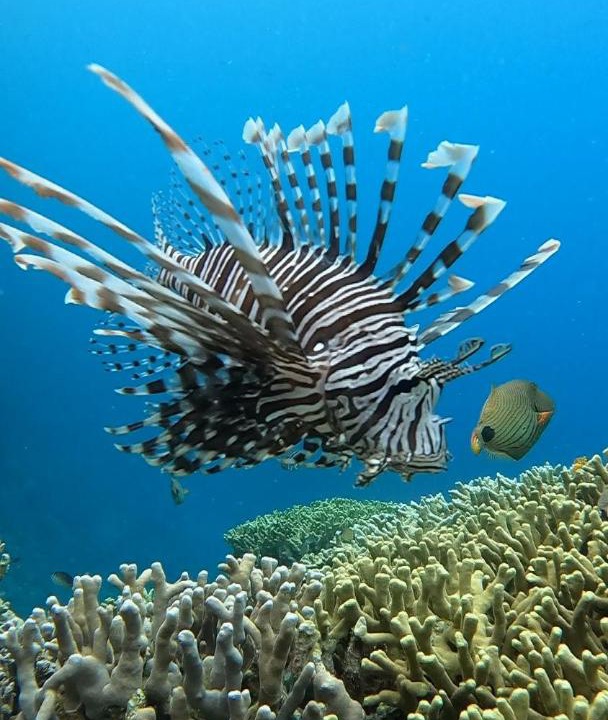 Photo of Others in Bunaken