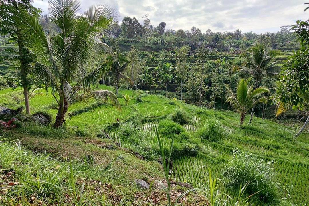 Photo of Others in Tetebatu