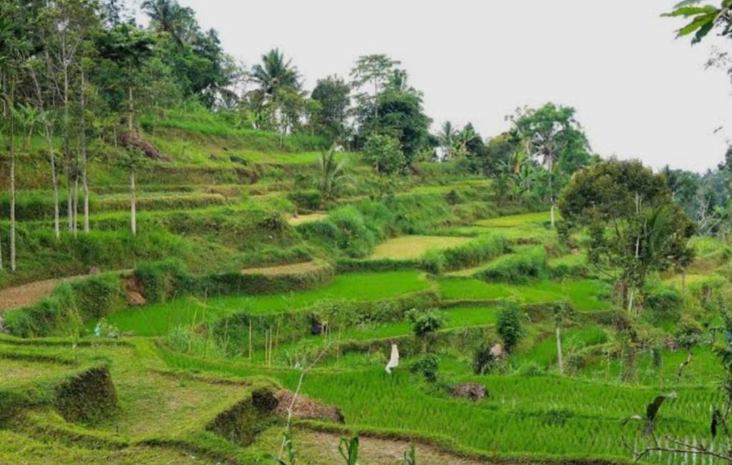 Photo of Others in Tetebatu