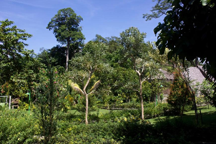 Photo of Others in Bukit Lawang