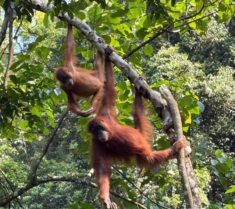 Photo of Others in Bukit Lawang