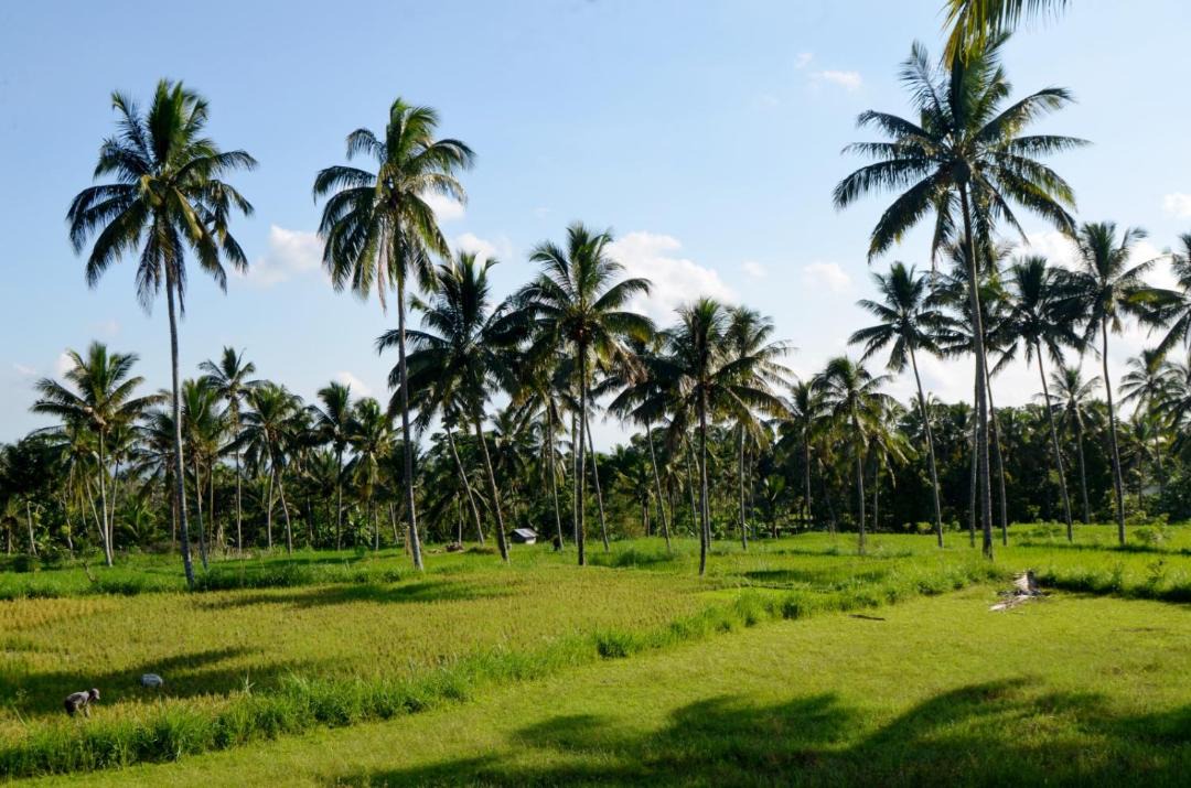Photo of Others in Tetebatu