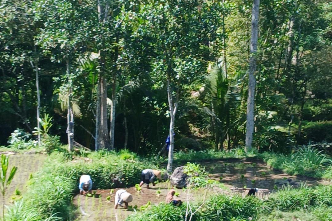 Photo of Others in Tetebatu
