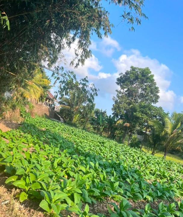 Photo of Outdoor in Kecamatan Terara