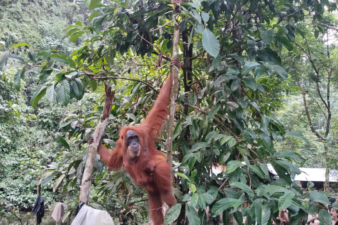 Photo of Others in Bukit Lawang