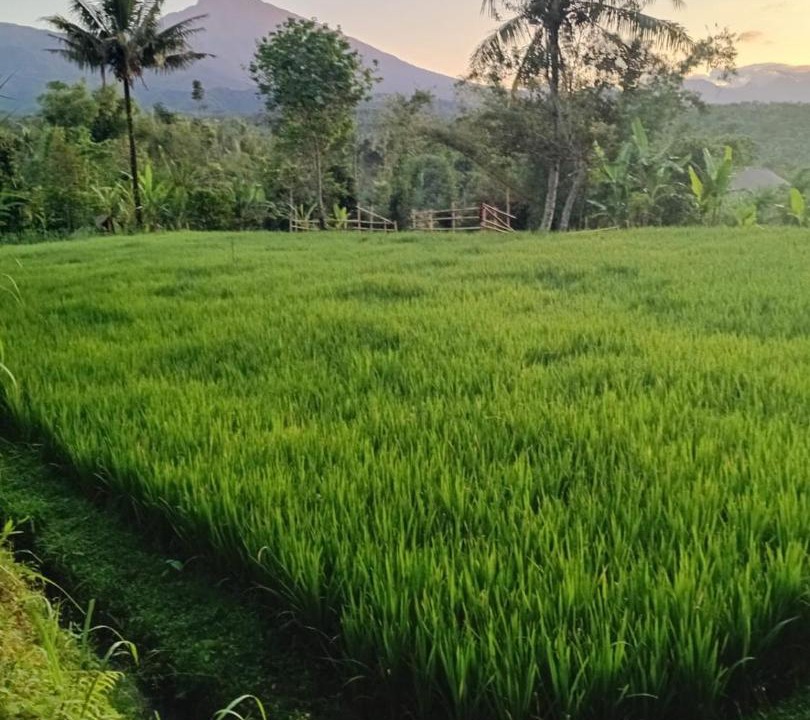 Photo of Others in Tetebatu