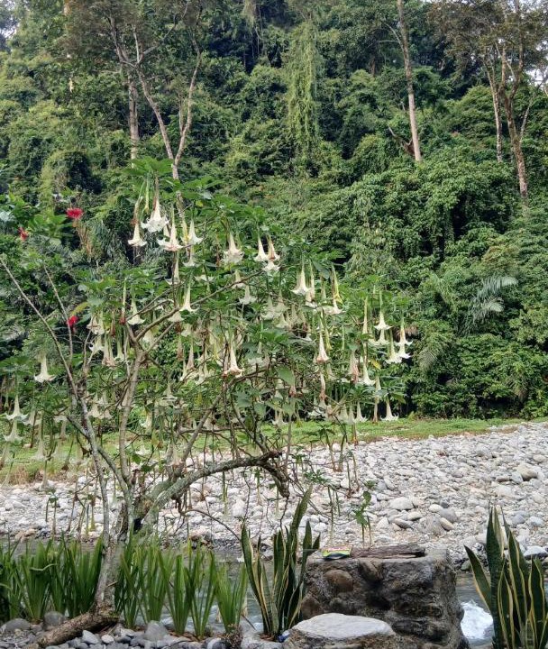 Photo of Others in Bukit Lawang