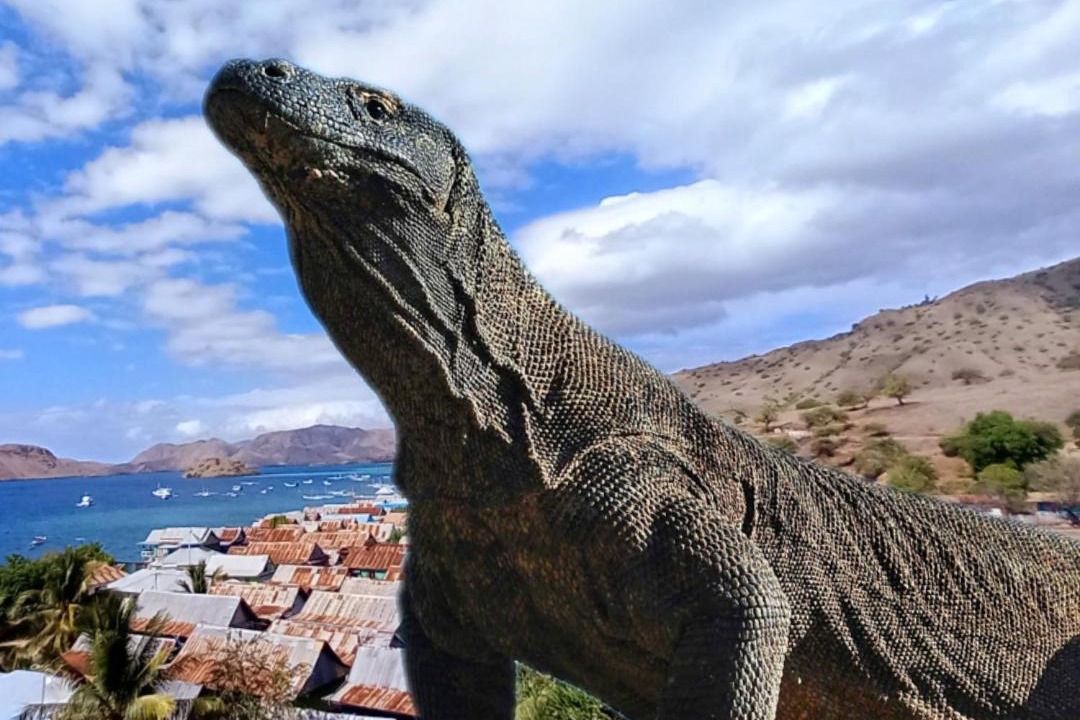 Photo of Others in Komodo