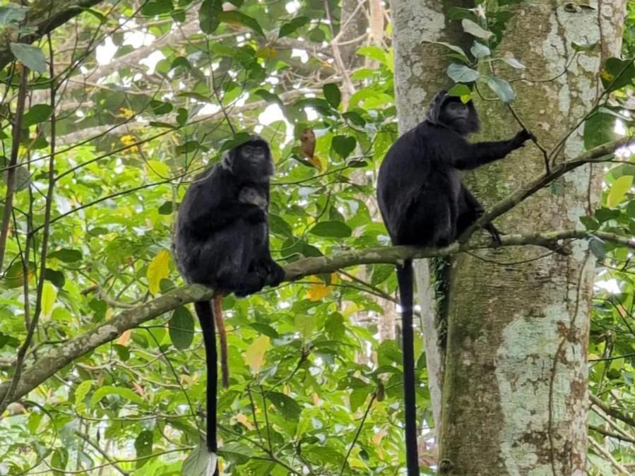 Photo of Others in Tetebatu