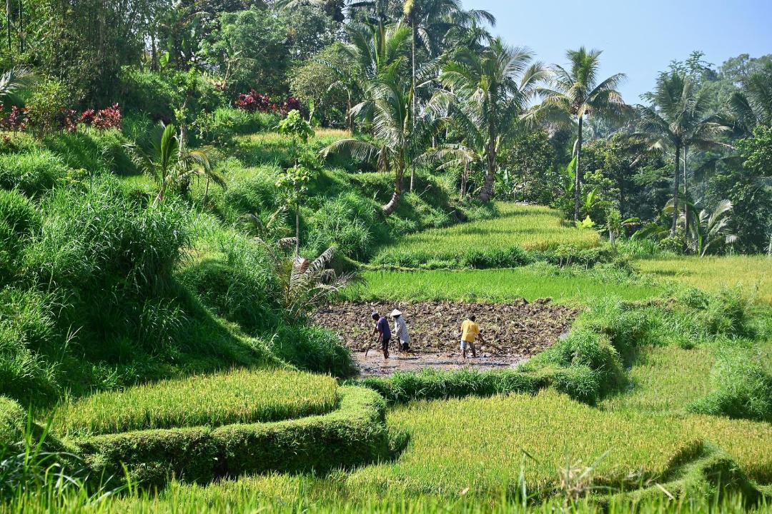 Photo of Others in Tetebatu