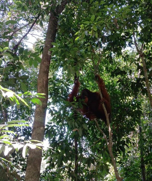 Photo of Others in Bukit Lawang