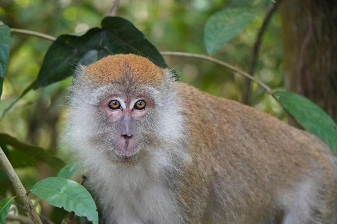 Photo of Others in Bukit Lawang