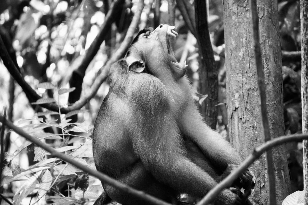Photo of Others in Bukit Lawang