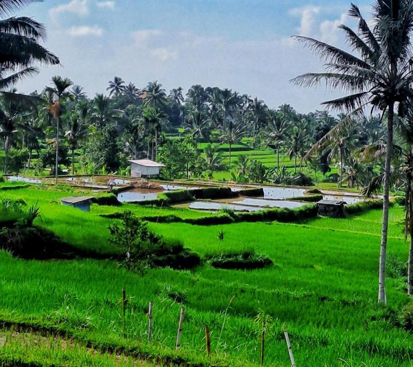Photo of Others in Kecamatan Pringgasela