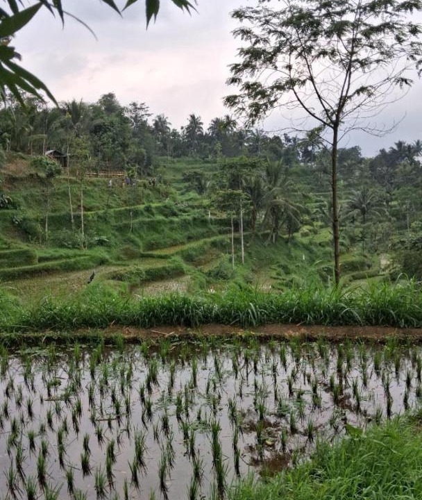 Photo of Others in Tetebatu
