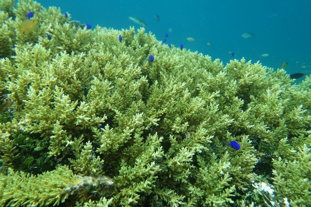 Photo of Others in Raja Ampat