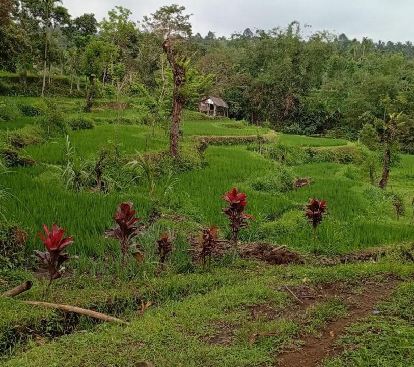 Photo of Others in Tetebatu