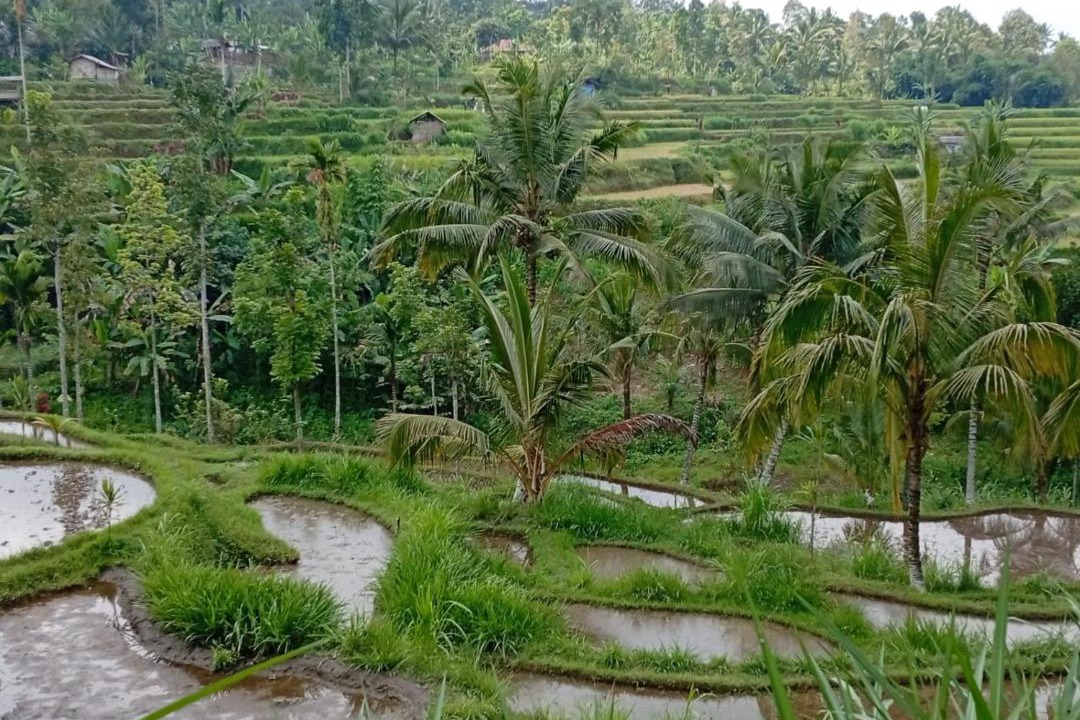 Photo of Others in Tetebatu